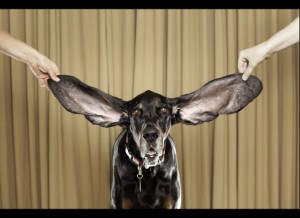 Longest Dog Ears