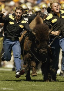 Colorado Buffalo