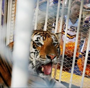 LSU Mike the Tiger