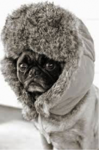 1-28 Winter Pug