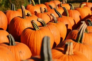 Halloween time - Pumpkin Patches