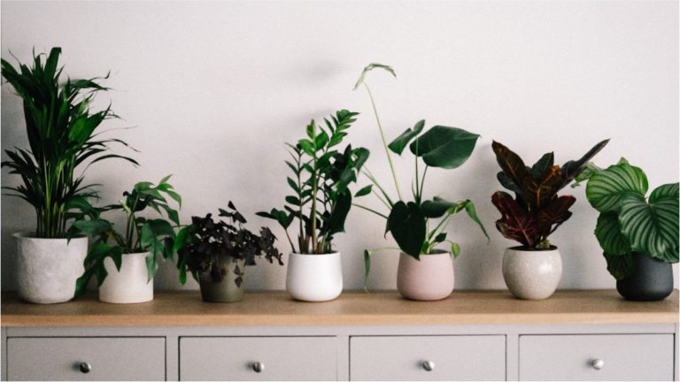 Best Dorm Room Plants