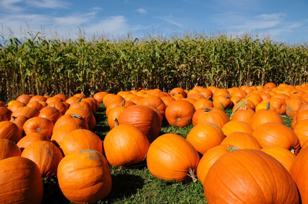 unique-pumpkin-patches