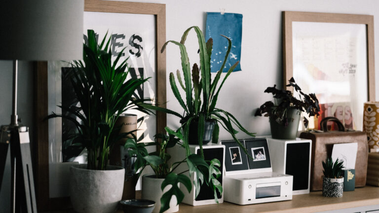 5 Indoor Gardening Tips for College Dorm Rooms